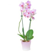 Orchidėja 2