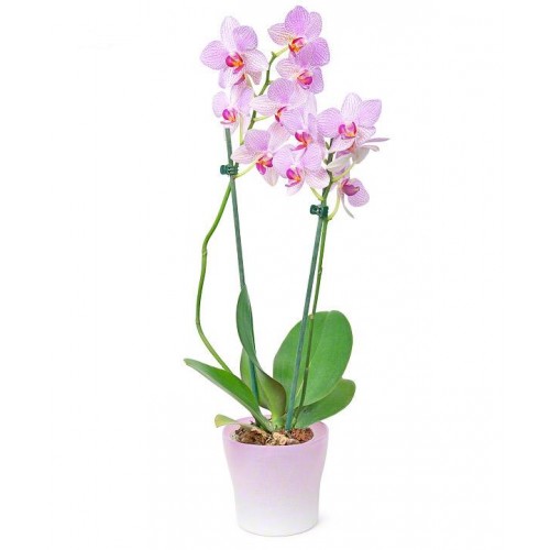 Orchidėja 2